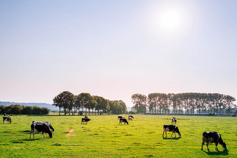 herd of dairy cattles on field, HD wallpaper