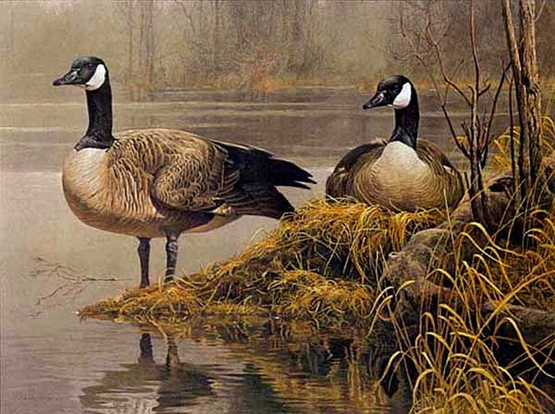 CANADIAN GEESE 4, geese, nest, lake, pair, HD wallpaper