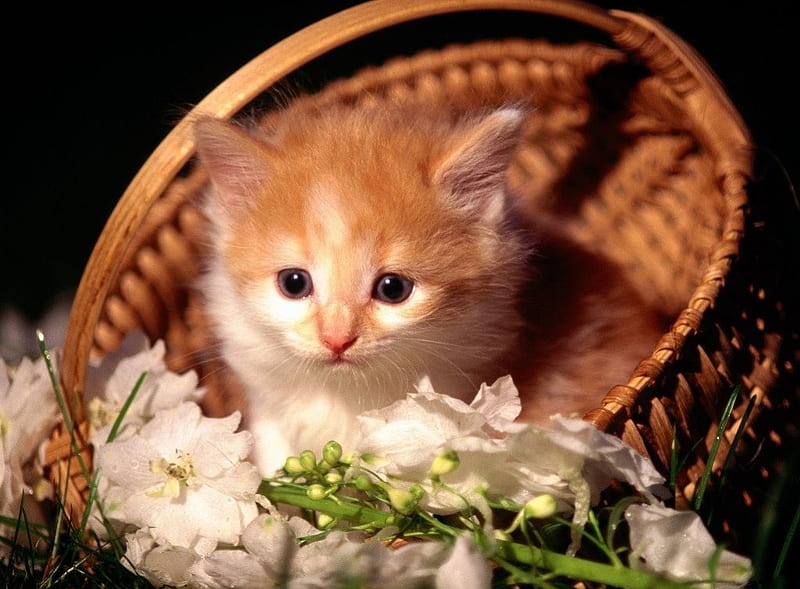 BASKET OF FLUFF 2, baskets, wicker, kittens, flowers, babies, kitties, cuties, pets, HD wallpaper