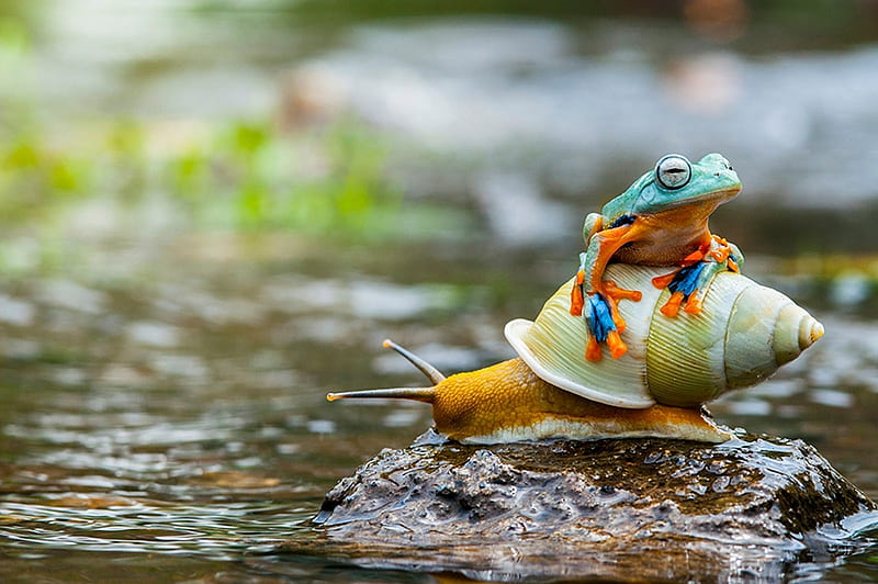 Frog and snail, frog, water, green, snail, rider, orange, summer, amphibian, HD wallpaper