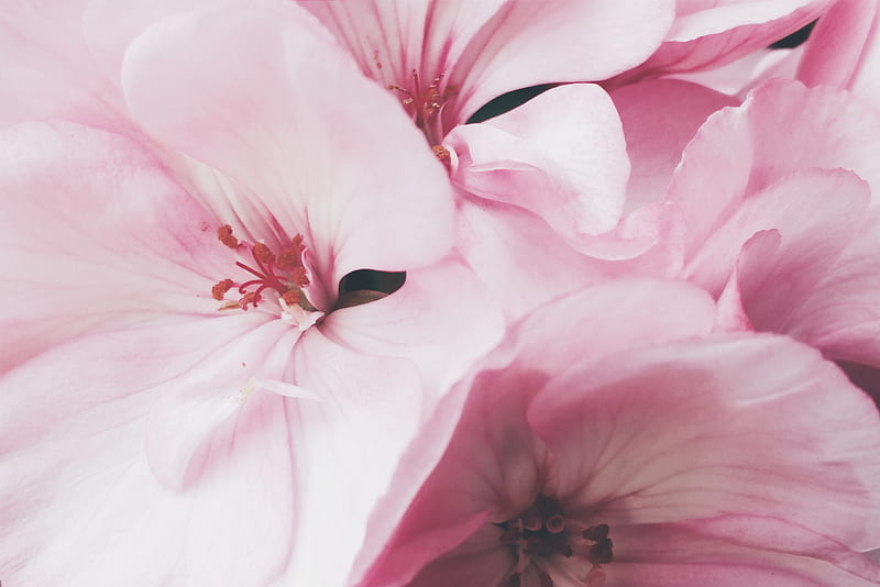 Pink petaled flowers, HD wallpaper | Peakpx