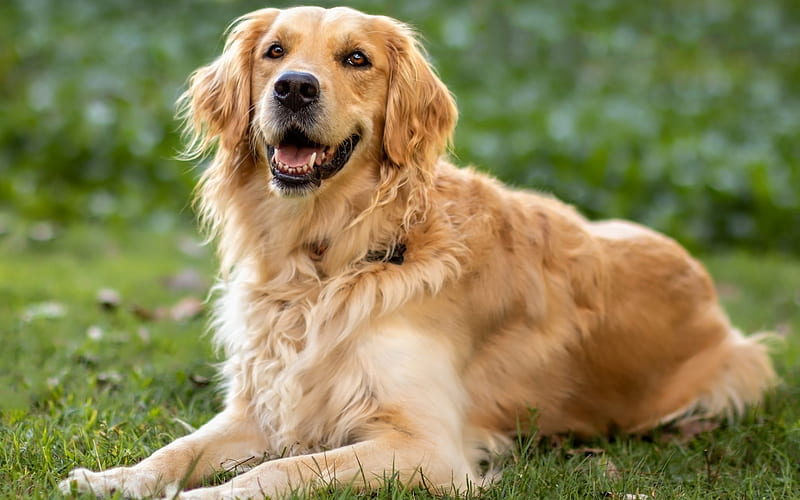 golden retriever, big brown dog, cute animals, labrador, pets, dog on the grass, HD wallpaper
