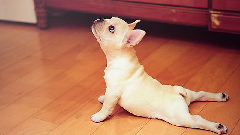 Funny Dog Yoga Pose On Floor Funny, HD wallpaper