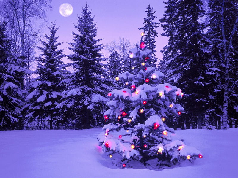 Snowy Christmas Tree, christmas tree, snow, christmas night, christmas forest, christmas snow, christmas time, HD wallpaper