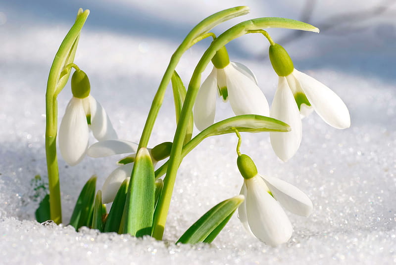 The harbinger of the spring, winter, harbinger, snowdrop, snow, flower, spring, delicate, HD wallpaper