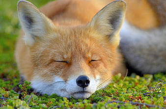 HD fox close eyes wallpapers Peakpx