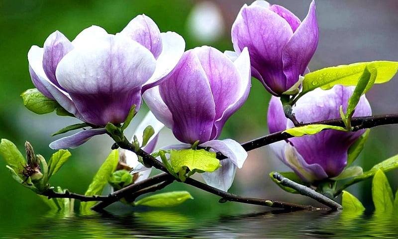 Magnolia púrpura, púrpura, naturaleza, magnolia, flor, Fondo de pantalla HD  | Peakpx