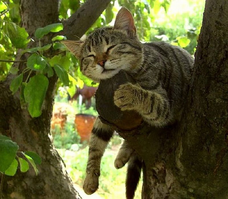 Zzzzz....., claws, branch, sleeping, tree, feline, leaves, paws ...