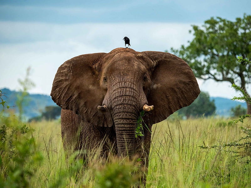 a day out, bird, trunk, savannah, elephant, tall grass, HD wallpaper