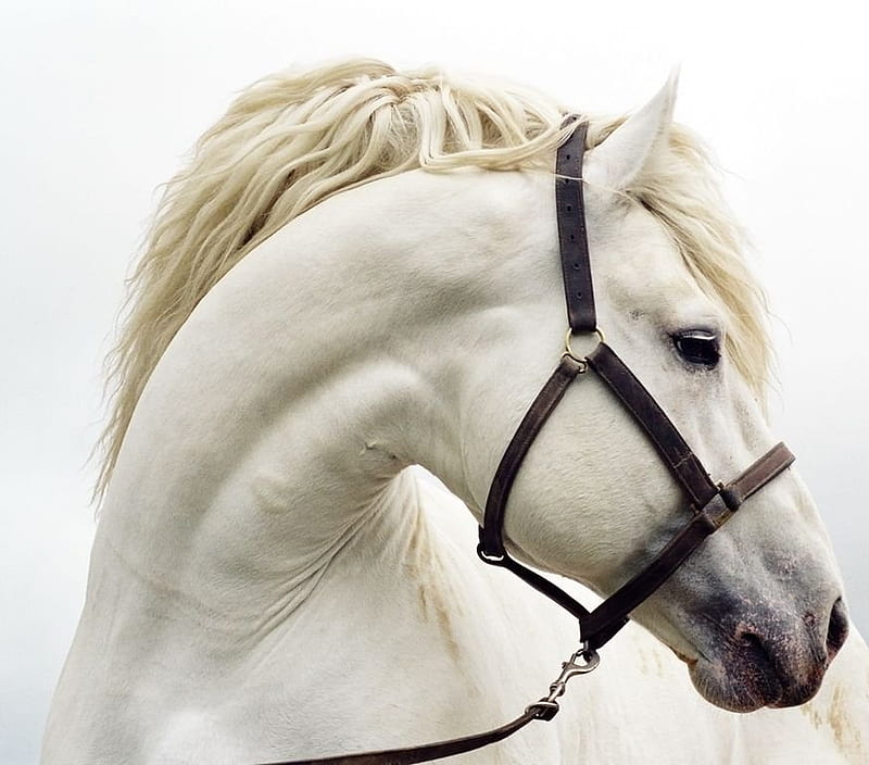 White Stallion, cavalo, horse, animals, HD wallpaper