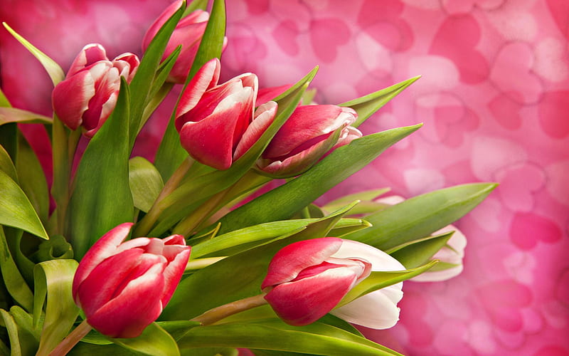 pink heart, a bouquet of tulips, tulips, HD wallpaper