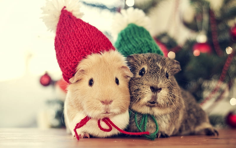 guinea pigs, cute animals, colored hats, pets, small animals, HD wallpaper
