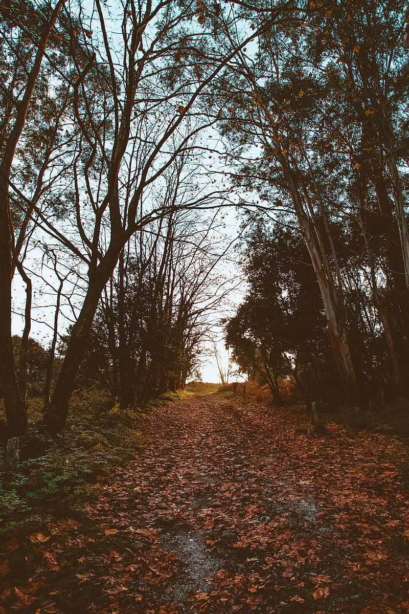 path, trees, foliage, autumn, nature, HD phone wallpaper