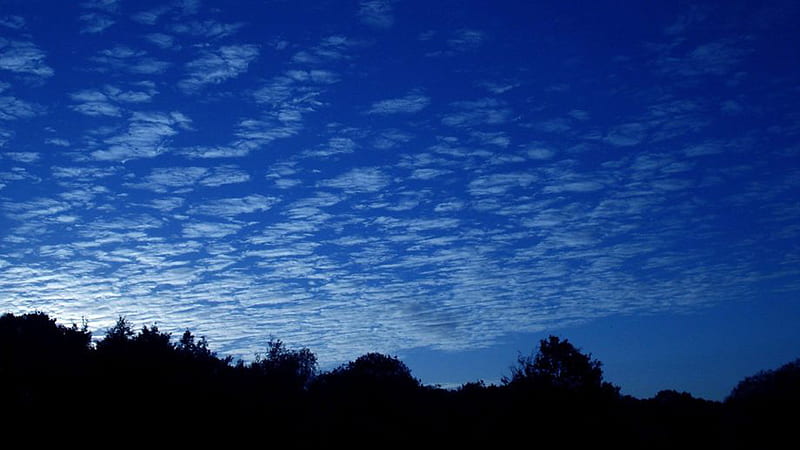 Trees Forest Blue Sky Aesthetic Background Blue Aesthetic, HD wallpaper |  Peakpx