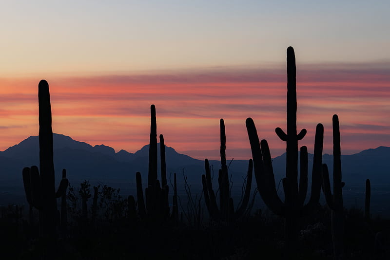 cacti, silhouettes, mountains, dusk, HD wallpaper