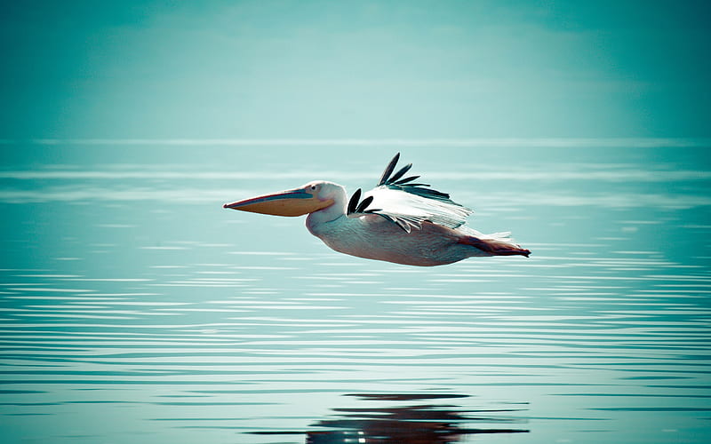 pelican flying over water-Animal, HD wallpaper