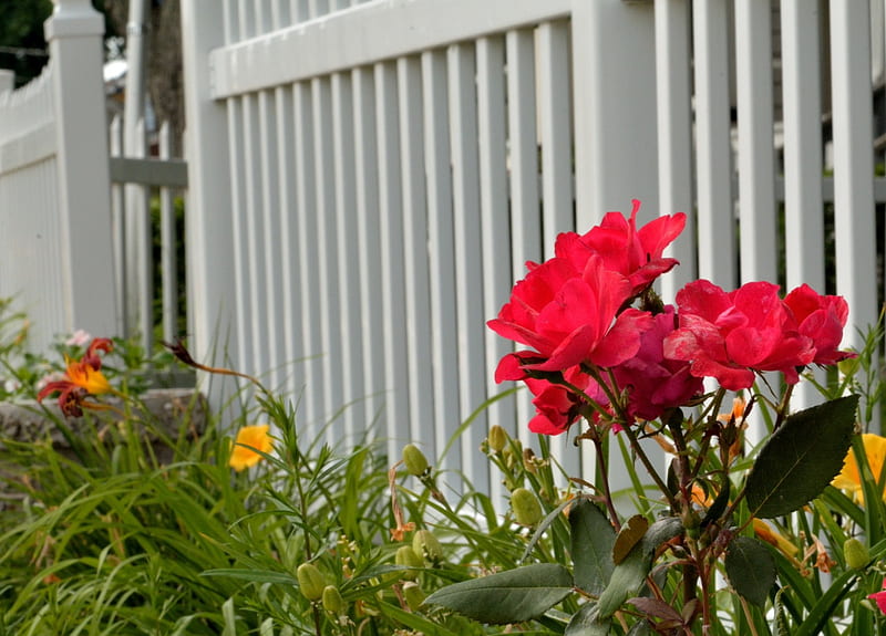 Red Rose and White Picket Fence, red roses, white picket fence, white fence, HD wallpaper