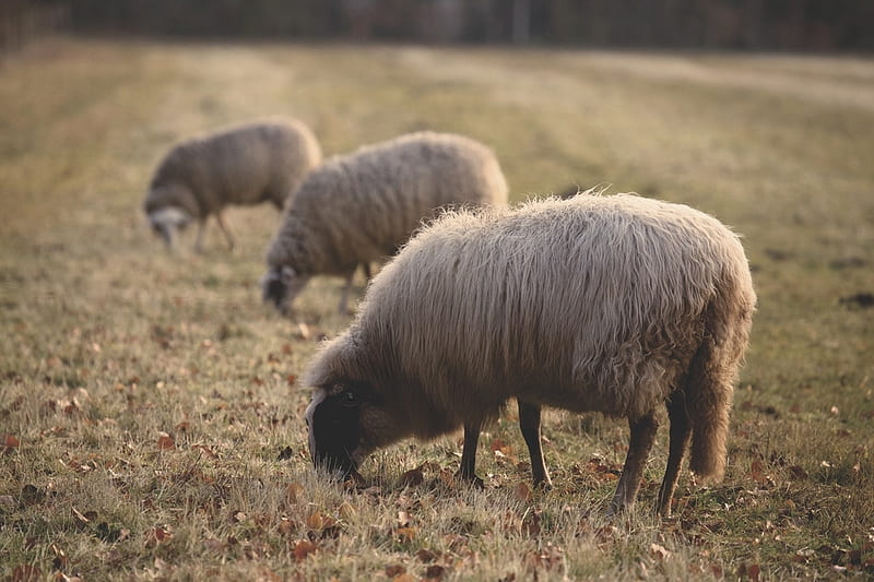 Three in a row, Grass, Field, Sheep, Eating, Animals, HD wallpaper