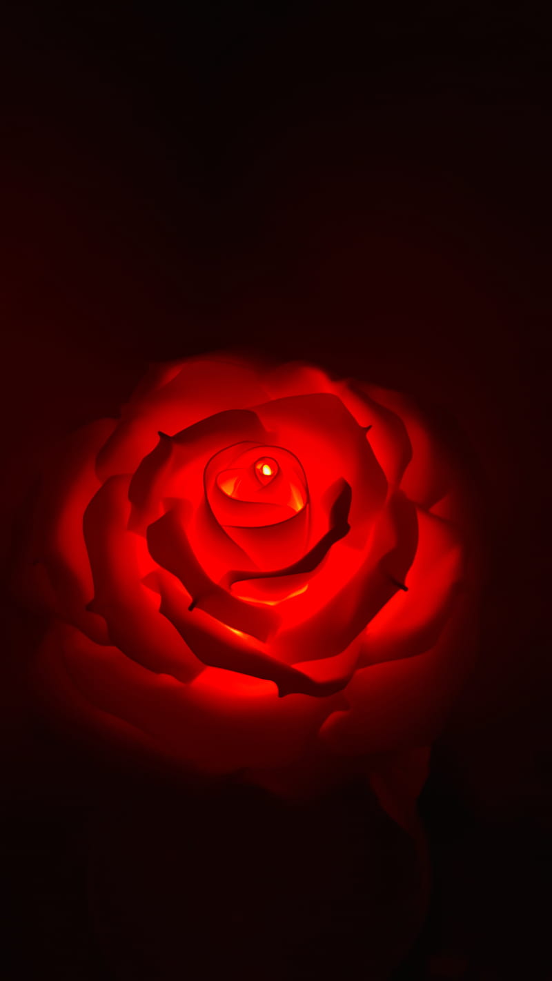 Amoled Rose, blackandred, halloween , superamoled, HD phone wallpaper