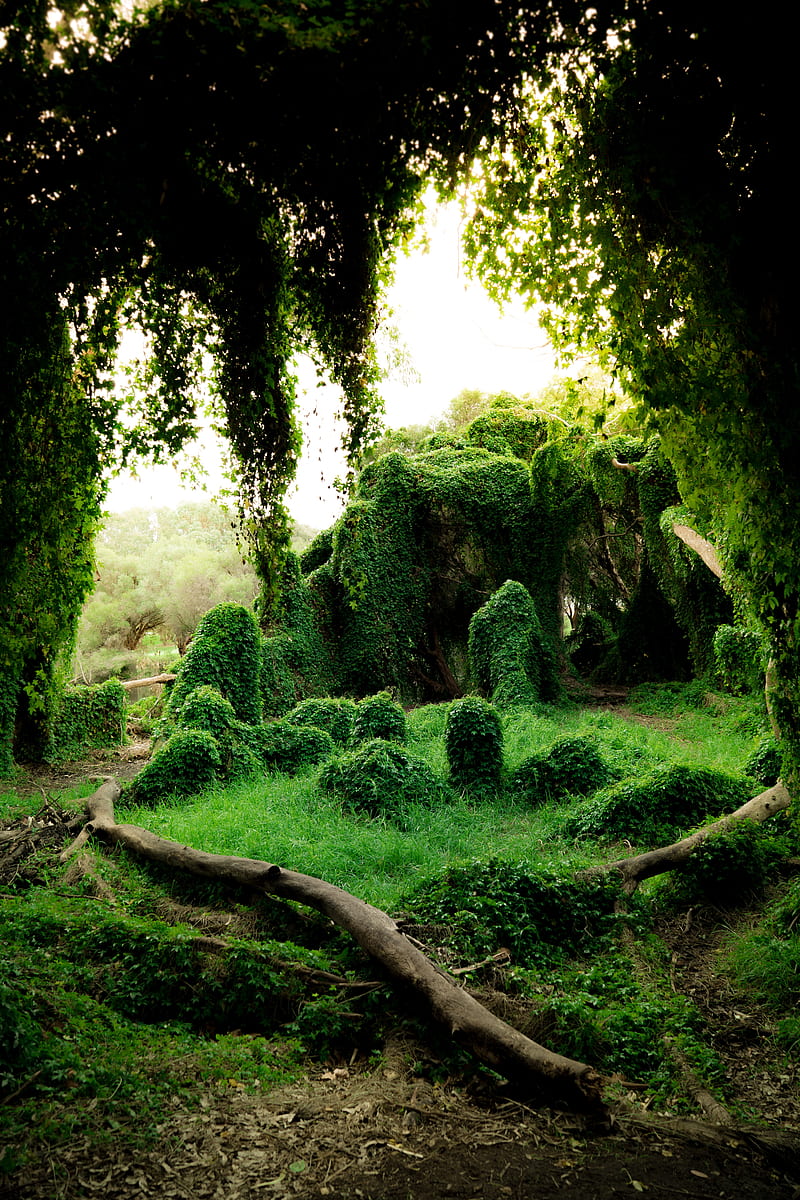 ivy, trees, bushes, grass, greenery, HD phone wallpaper