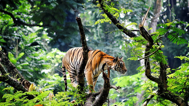 Tiger Is Standing On Tree Trunk In Blur Jungle Background Jungle, HD wallpaper