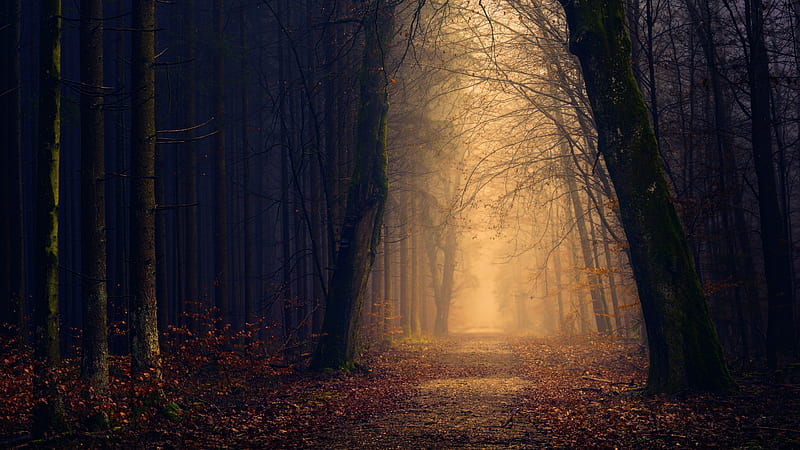 autumn, path, fog, trees, dark, leaves, Nature, HD wallpaper