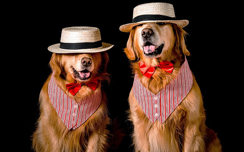 Golden retrievers, dogs in hats, funny animals, dogs, labradors, cute animals, HD wallpaper