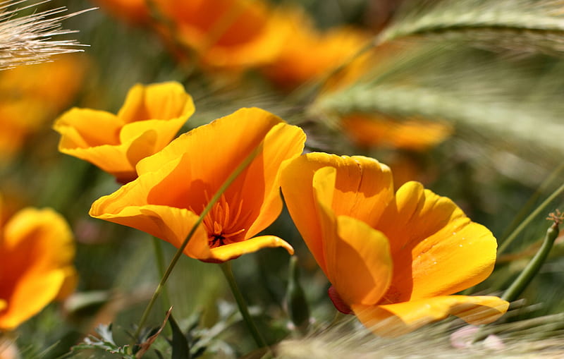California Golden Poppies C romance, poppies, bonito, floral, graphy, California, love, wide screen, flower, beauty, HD wallpaper
