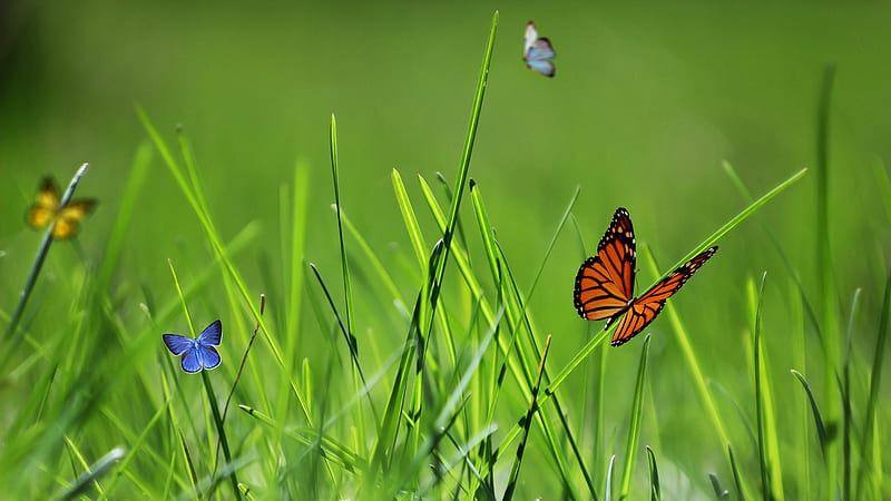 Brown Yellow Blue Butterflies On Green Grass In Blur Green Background  Butterfly, HD wallpaper | Peakpx