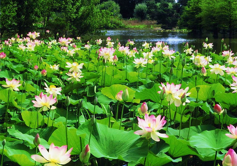 Lotus Flowers, pond, leaves, summer, blossoms, park, HD wallpaper