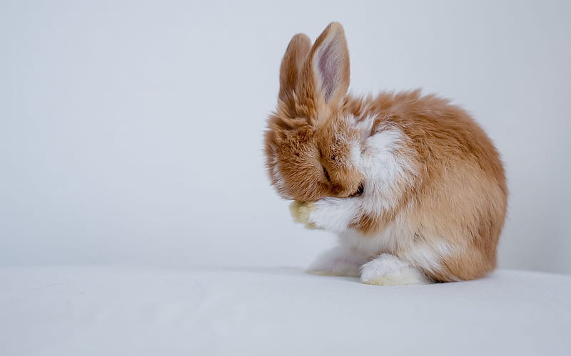 little brown rabbit, cute animals, embarrassment concepts, rabbits, pets, fluffy bunny, HD wallpaper
