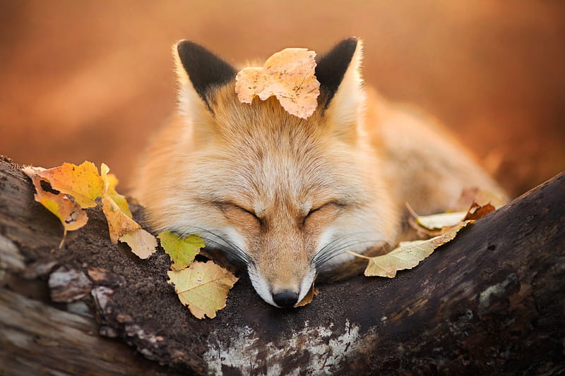 Fox Close Eyes, fox, animals, HD wallpaper
