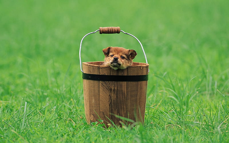 Little puppy hiding in bucket-Lovely Puppies, HD wallpaper