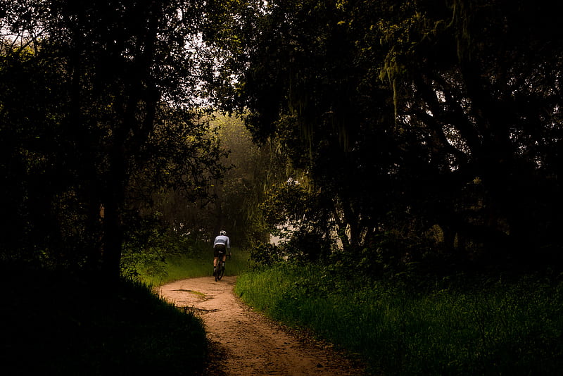 cyclist, bike, trees, path, HD wallpaper