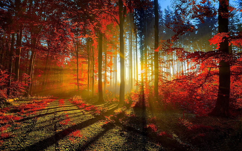 red forest-autumn of natural scenery, HD wallpaper