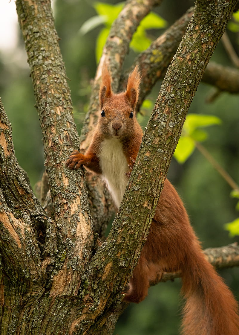 squirrel, animal, tree, branches, wildlife, HD phone wallpaper