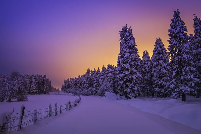 Winter, winter time, trees, sky, snowy, snow, nature, road, landscape ...