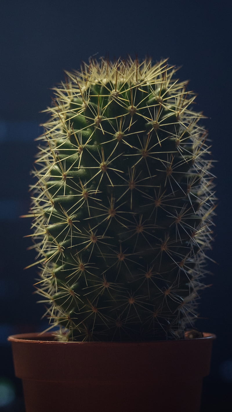 Cactus, code, geek, java, plant, plants, HD phone wallpaper