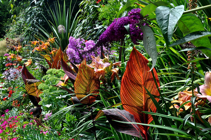 Hardy Tropical Flowers and Plants in a beautiful English Garden, cornwall, zen, britain, plant, cordyline, shrubs, tropicals, tropicana, budleja, english, hardy, flowers, west coast, british, england, hawaii, lilies, peace, uk, tranquil, canna, united kingdom, plants, flower, gardens, day, garden, HD wallpaper