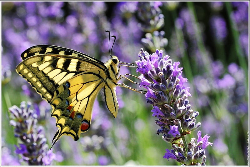 Viceroy on lavender, viceroy, butterfly, black and yellow, purple, lavender plants, sweet, HD wallpaper