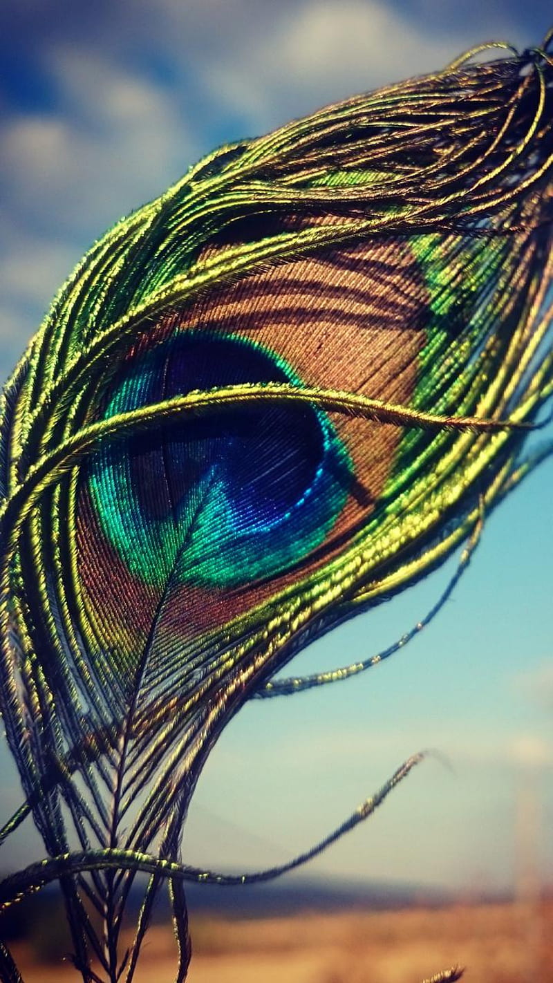 Peacock, bird, feather, HD phone wallpaper | Peakpx