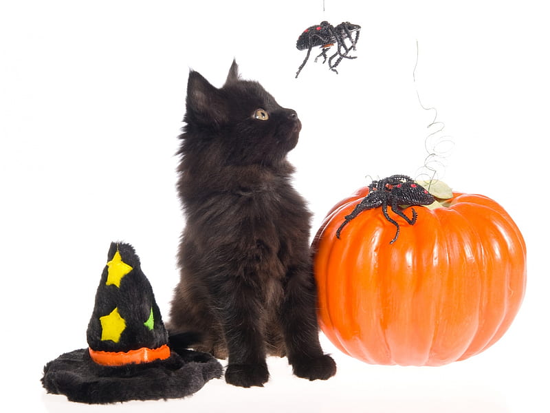Happy Halloween!, pisici, cat, kitten, spider, card, witch, orange, hallowen, black, hat, pumpkin, HD wallpaper