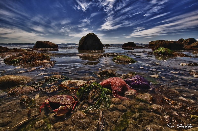 Tide, rocks, ocean, r, sky, starfish, seaweed, HD wallpaper