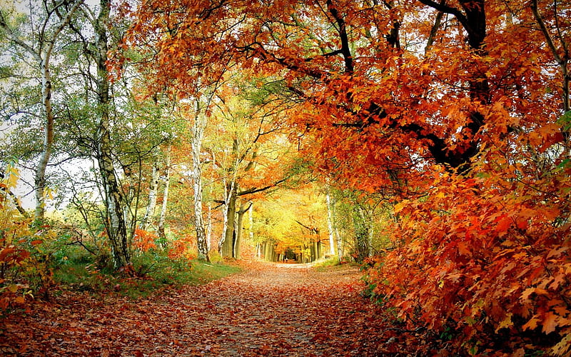 Autumn Forest Trail, forest, fall, autumn, trail, nature, trees, foliage, HD wallpaper
