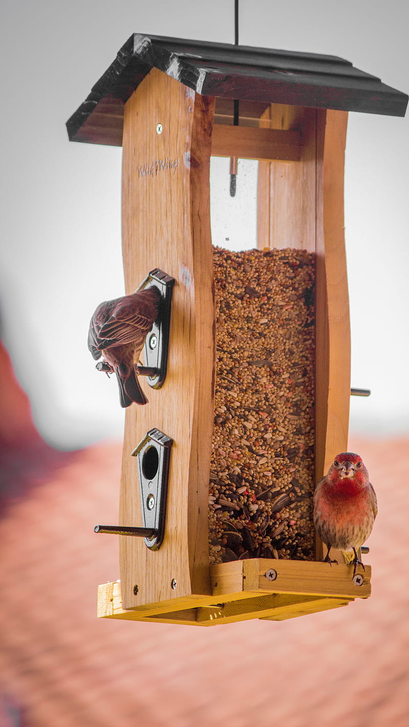 Birds on the wooden feed dispenser , food, HD phone wallpaper