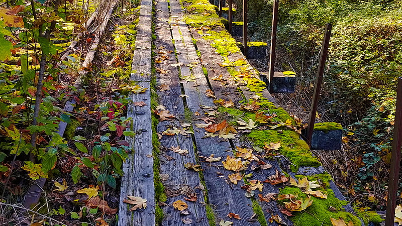 Wood Planks With Dry Leaves Between Green Trees Bushes Nature, HD wallpaper