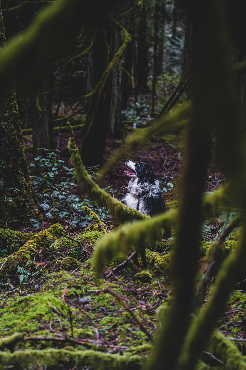 border collie, dog, forest, pet, HD phone wallpaper