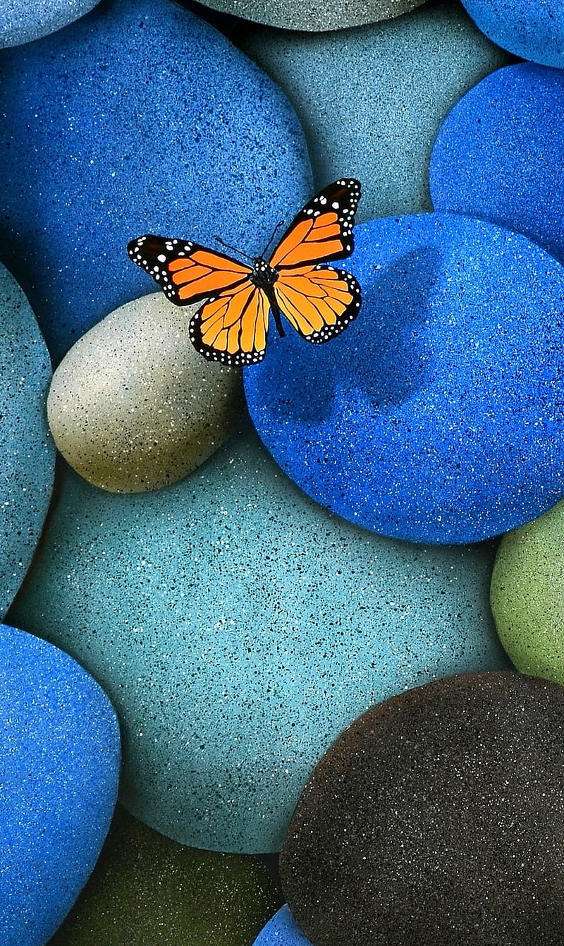 Small Butterfly , colors, colours, HD phone wallpaper