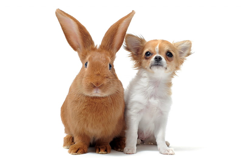 Bunny and Chihuahua, rabbit, chihuahua, caine, animal, cute, pet, bunny, couple, puppy, dog, HD wallpaper