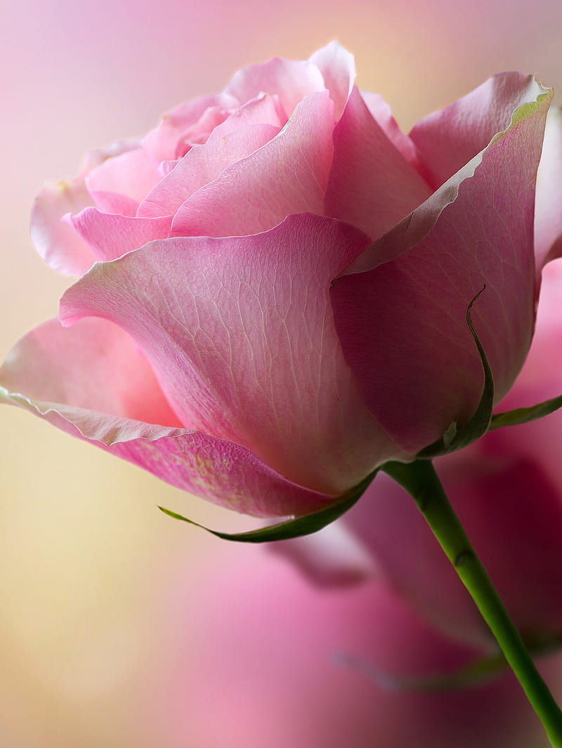 Pastel Roses, flower, rose, blue, pink, white, HD phone wallpaper